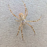 Wildlife encounter 12