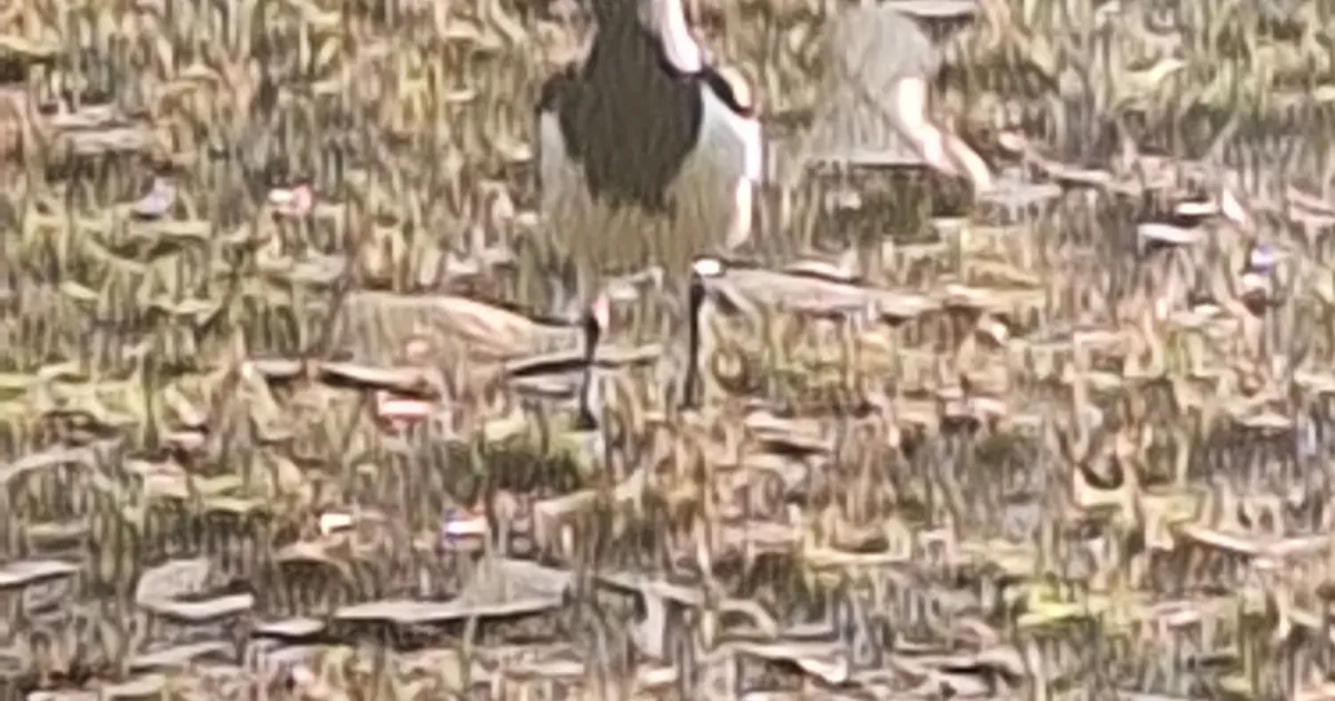 Banded Lapwing spotted at Australia — Under the Hedge