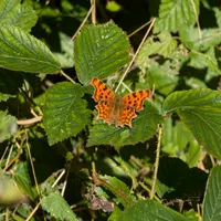 Wildlife encounter 16