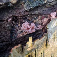 Wildlife encounter 9