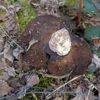 Wildlife encounter 11