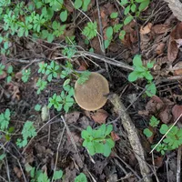 Wildlife encounter 1