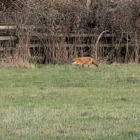 Wildlife encounter 3