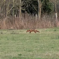 Wildlife encounter 2