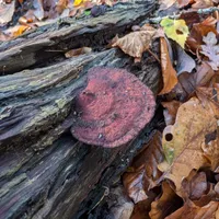 Wildlife encounter 7