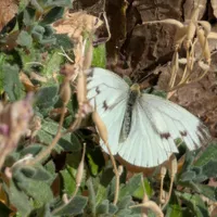 Wildlife encounter 1