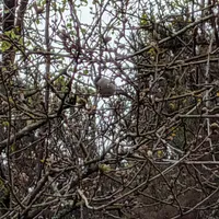 Wildlife encounter 12