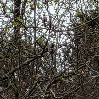 Wildlife encounter 13