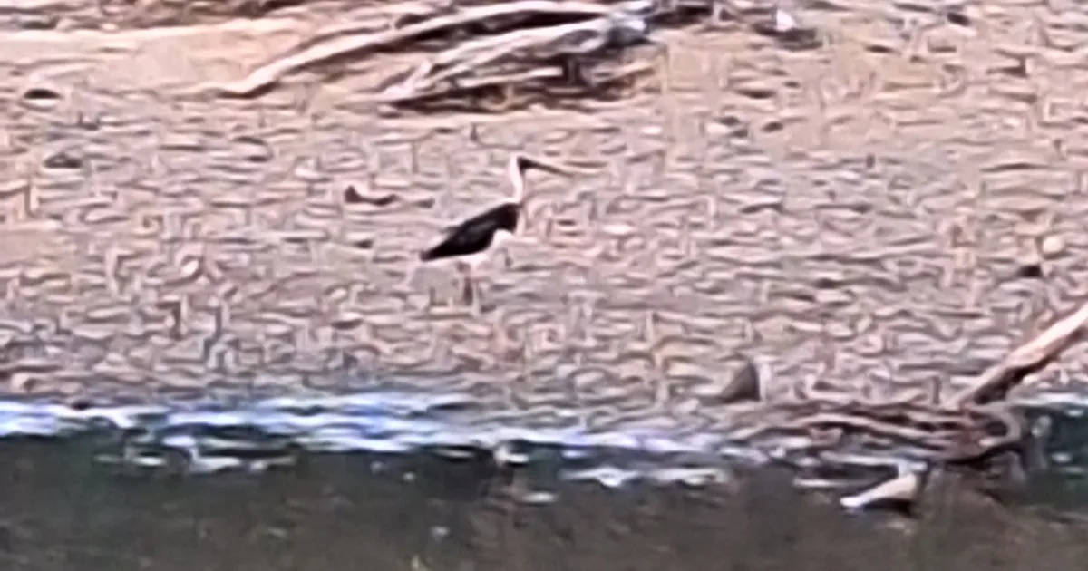 Black-necked Stork spotted at Australia — Under the Hedge