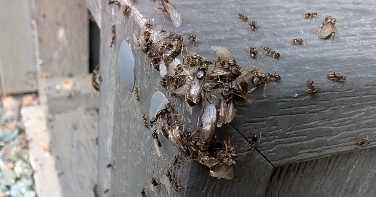 Black Garden Ant spotted at Derby — Under the Hedge