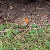 Wildlife encounter 20