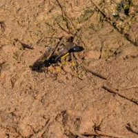 Wildlife encounter 24