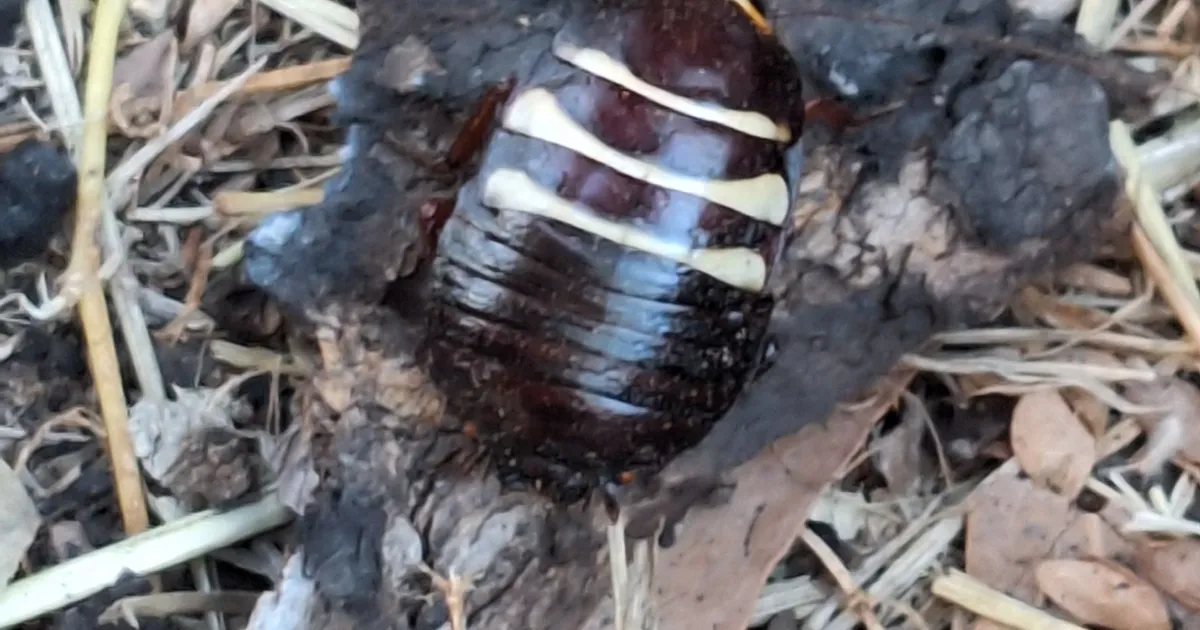 Mitchell's Diurnal Cockroach spotted at Australia — Under the Hedge