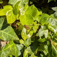 Wildlife encounter 11