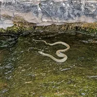 Wildlife encounter 18