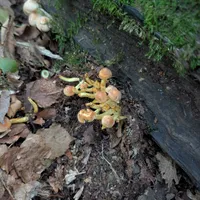 Wildlife encounter 7