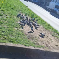 Wildlife encounter 6