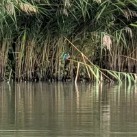 Wildlife encounter 18