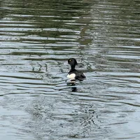 Wildlife encounter 6