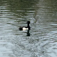 Wildlife encounter 8