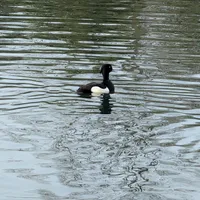 Wildlife encounter 7