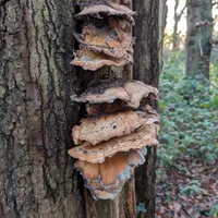 Wildlife encounter 6