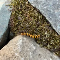 Wildlife encounter 5