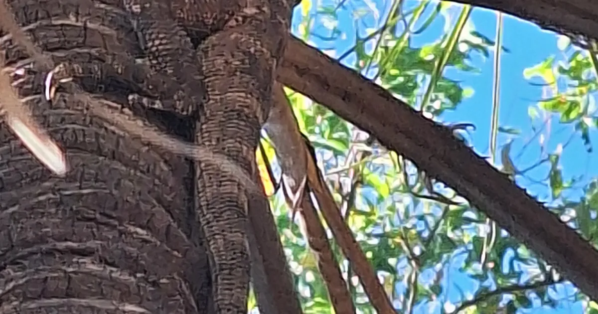 Frill-necked Lizard spotted at Australia — Under the Hedge