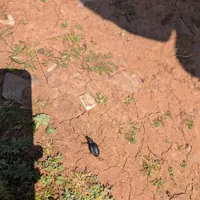 Wildlife encounter 10