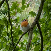 Wildlife encounter 6