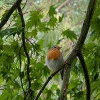 Wildlife encounter 5