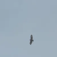 Wildlife encounter 15