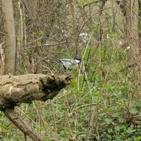 Wildlife encounter 36