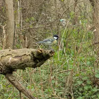 Wildlife encounter 35