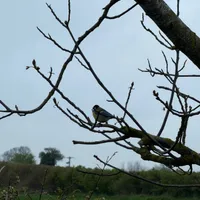 Wildlife encounter 19