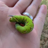 Wildlife encounter 4