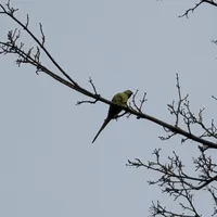 Wildlife encounter 9