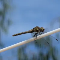 Wildlife encounter 8