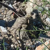 Wildlife encounter 15