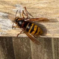 Wildlife encounter 39