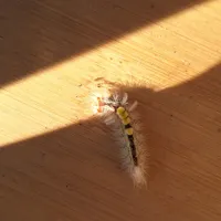 Wildlife encounter 1