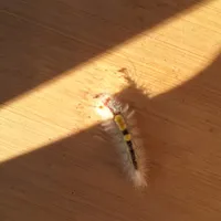 Wildlife encounter 2