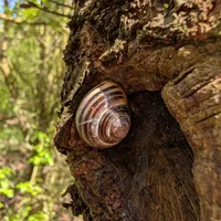 Wildlife encounter 9