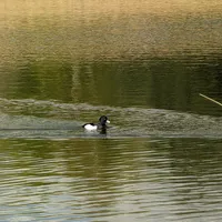 Wildlife encounter 5
