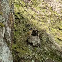 Wildlife encounter 18