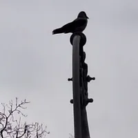 Wildlife encounter 21