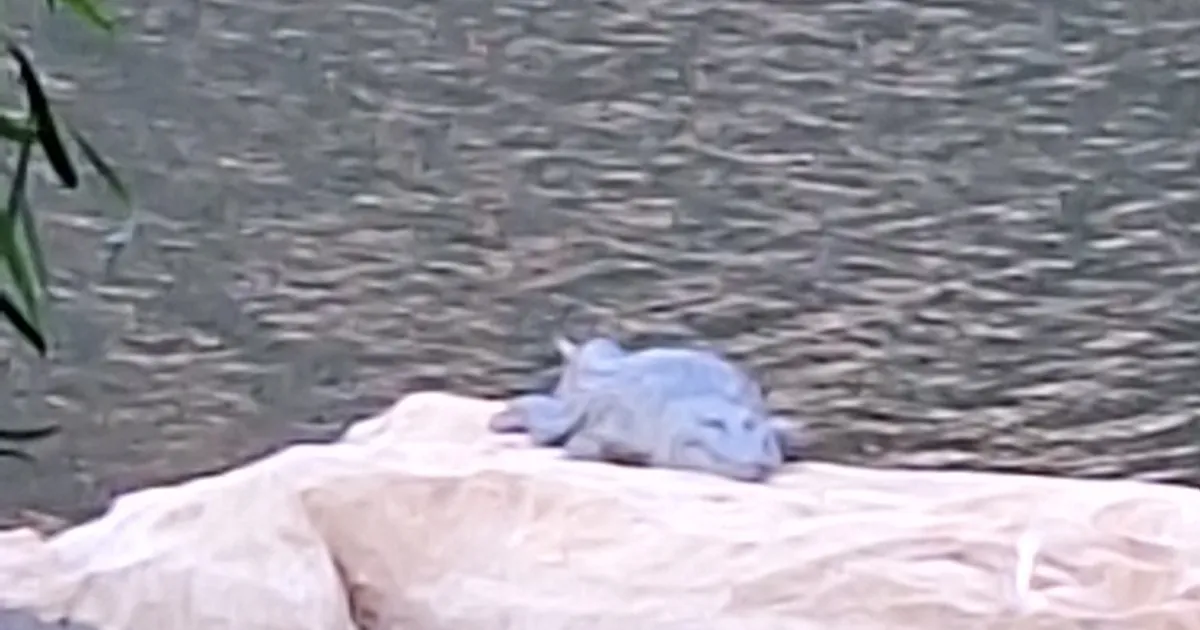 Saltwater Crocodile spotted at Australia — Under the Hedge