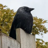 Wildlife encounter 12