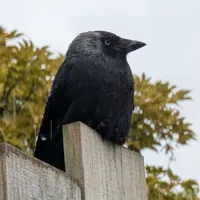 Wildlife encounter 11