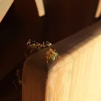 Wildlife encounter 7